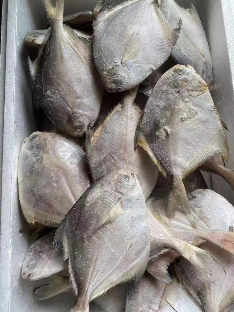 鲳鱼
