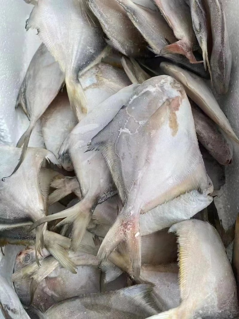 鲳鱼