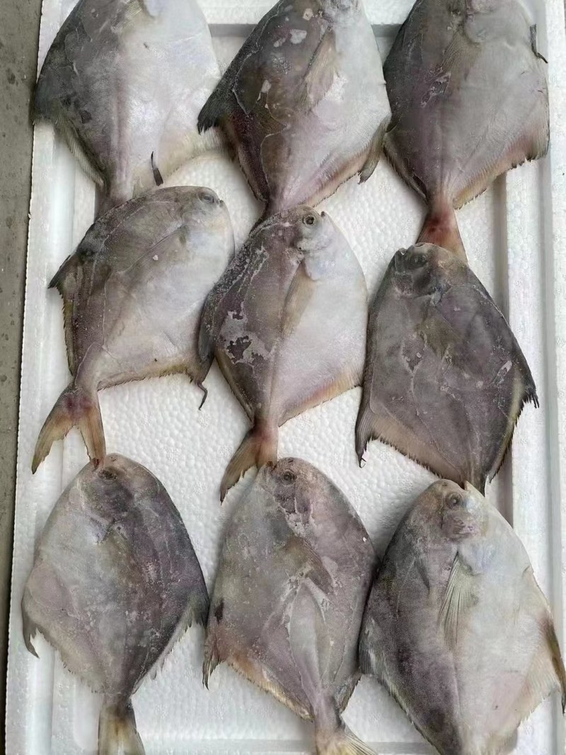 鲳鱼