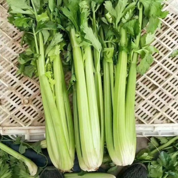 西芹，甘肃定西货，实力代办，欢迎各位老板至电