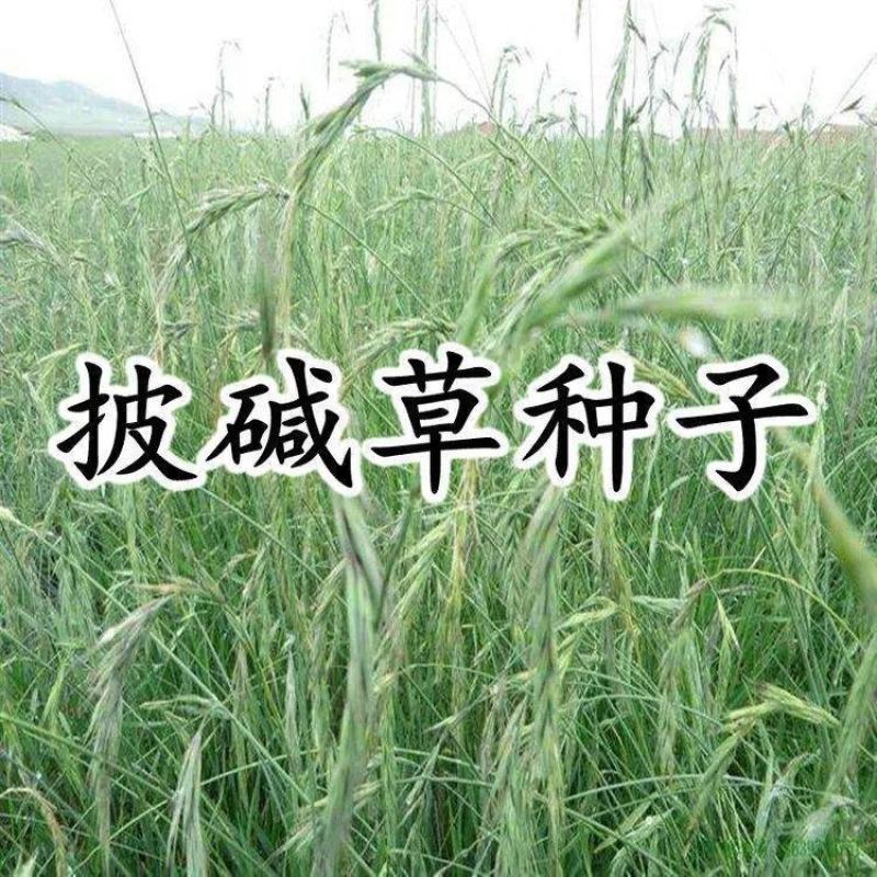披碱草种子耐旱耐盐碱草籽抗风沙抗寒草坪种子披碱草护坡草籽