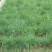 披碱草种子耐旱耐盐碱草籽抗风沙抗寒草坪种子披碱草护坡草籽
