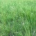 披碱草种子耐旱耐盐碱草籽抗风沙抗寒草坪种子披碱草护坡草籽