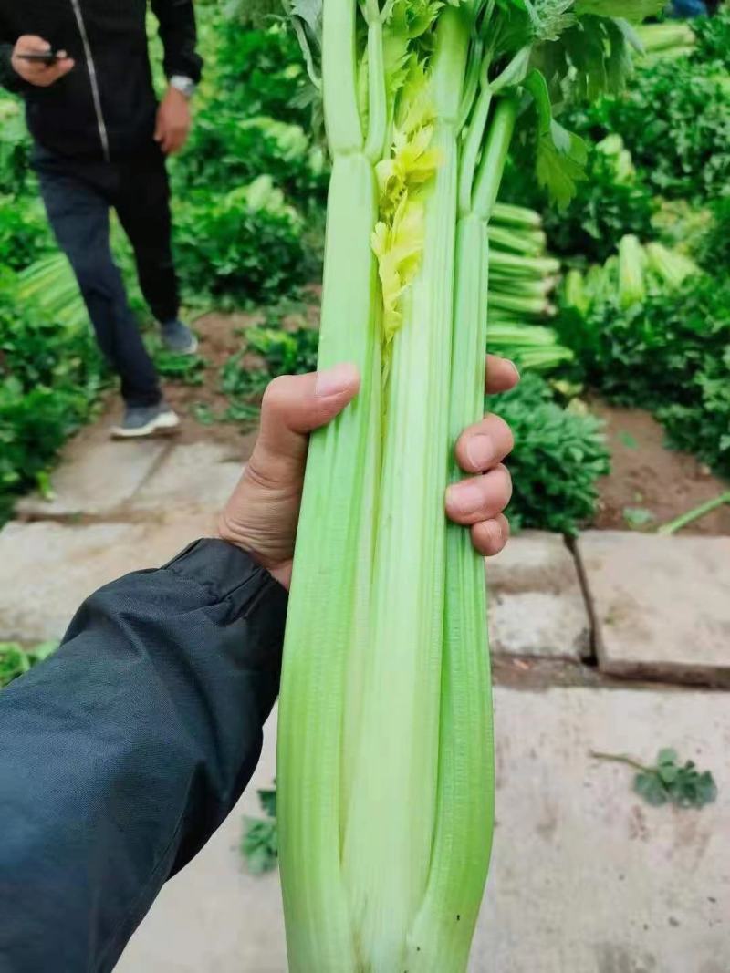 西芹，甘肃定西货，实力代办，欢迎各位老板至电