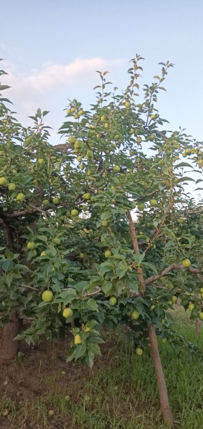 北京当地早酥梨