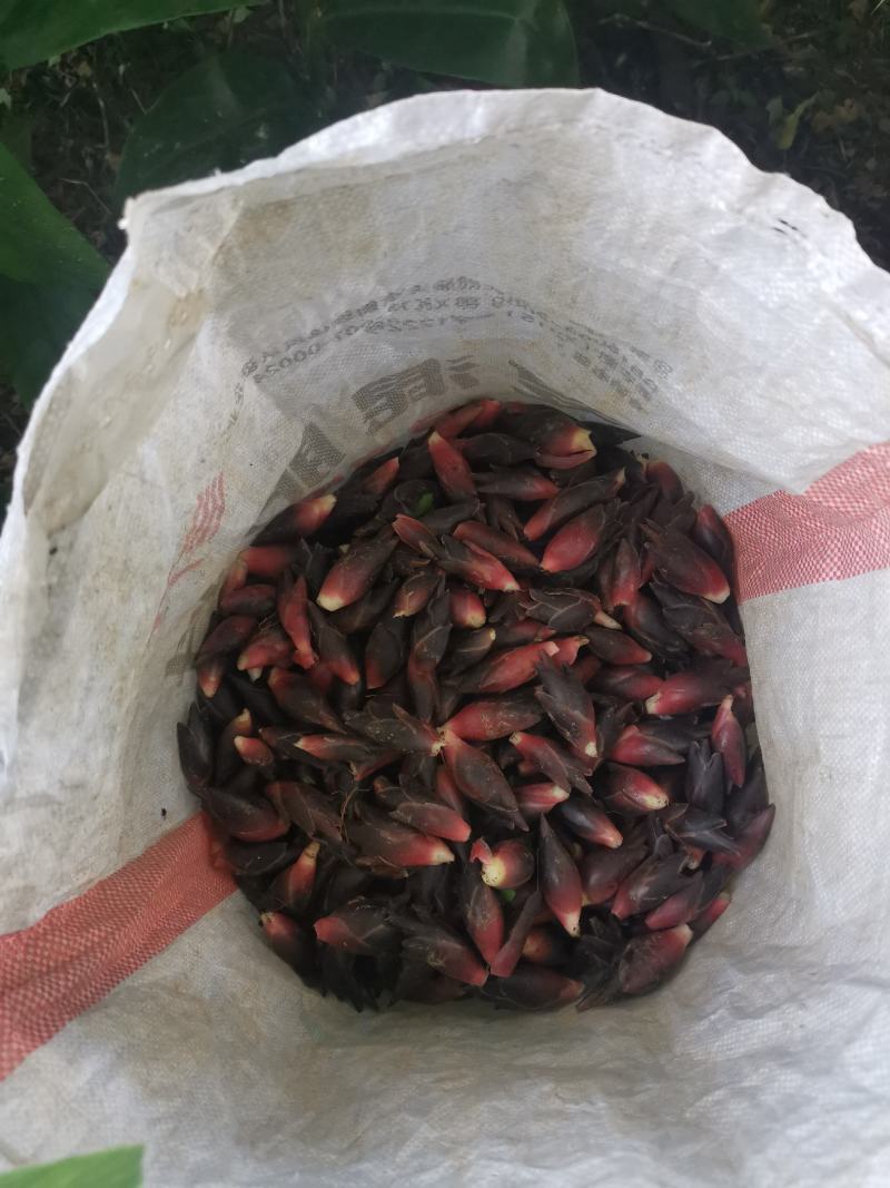 阳荷