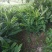 阳荷