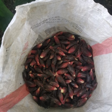 阳荷
