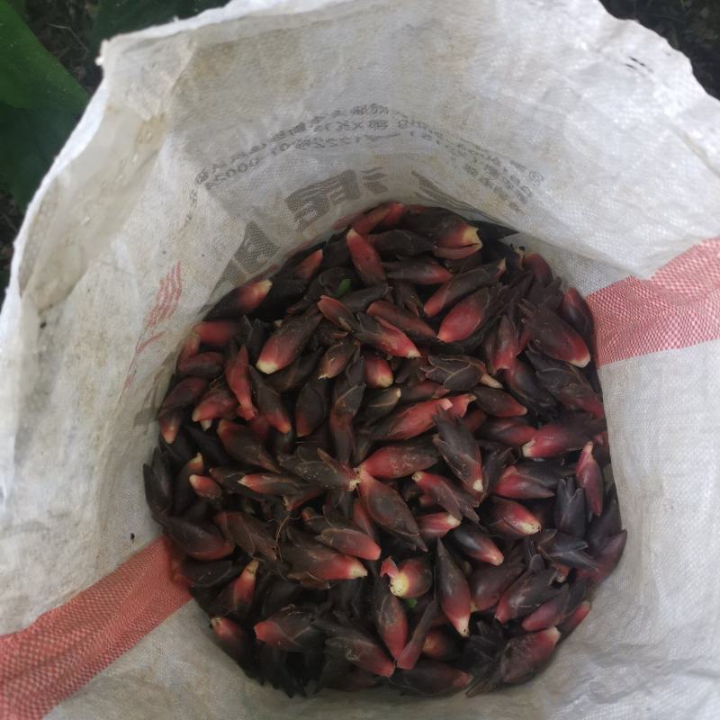 阳荷