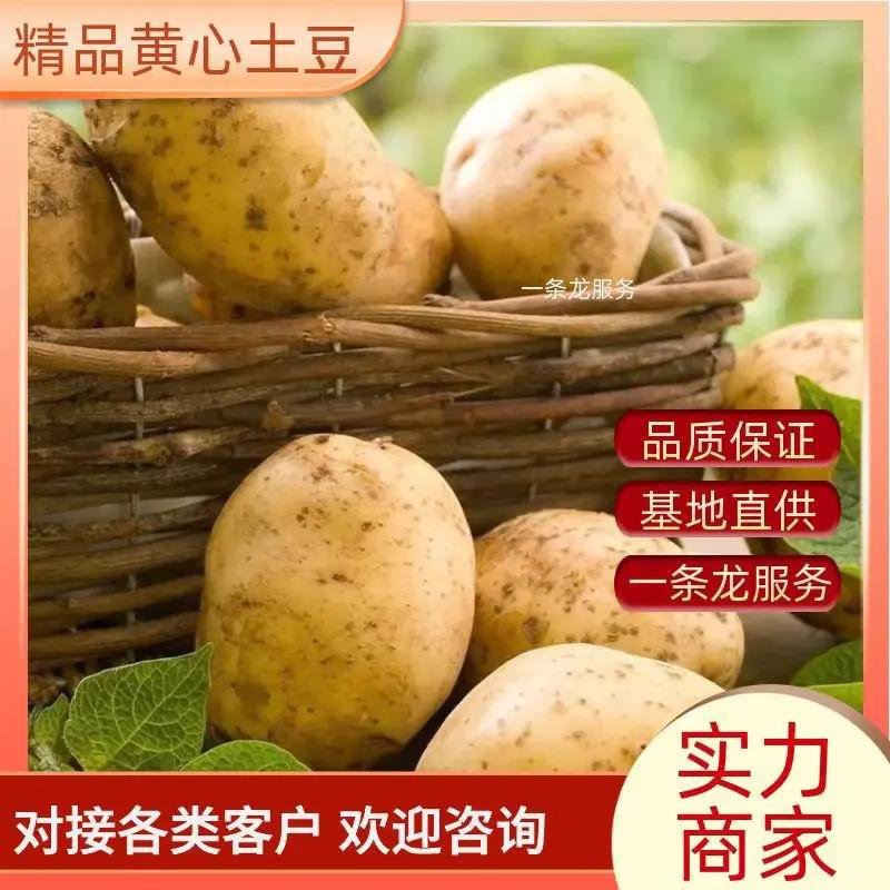 [优选]黄心土豆马铃薯湖北土豆欢迎来电采购