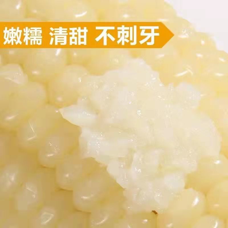 山东德州糯玉米大量上市产地直供货源充足欢迎来电