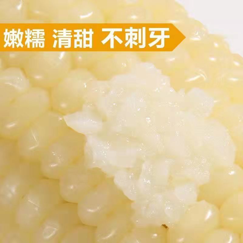 山东德州糯玉米大量上市产地直供货源充足欢迎来电