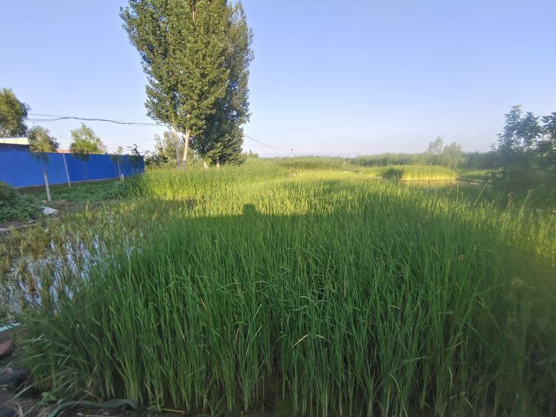 水葱、原产地、无中间商、根茎多易活，质量有保证。