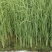 水葱、原产地、无中间商、根茎多易活，质量有保证。