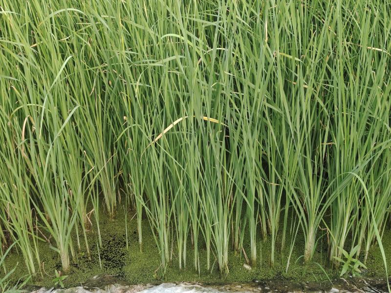 水葱、原产地、无中间商、根茎多易活，质量有保证。