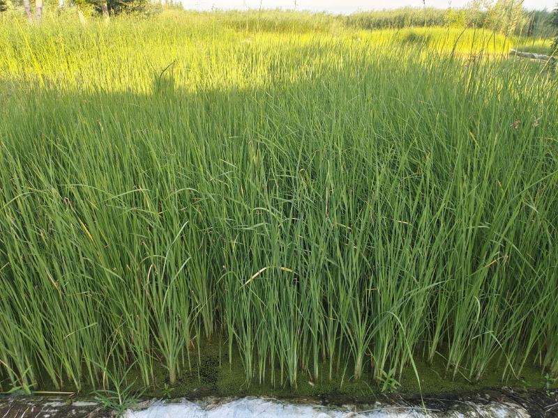 水葱、原产地、无中间商、根茎多易活，质量有保证。