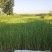 水葱、原产地、无中间商、根茎多易活，质量有保证。