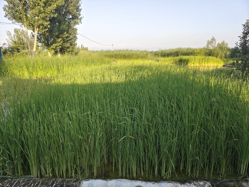 水葱、原产地、无中间商、根茎多易活，质量有保证。