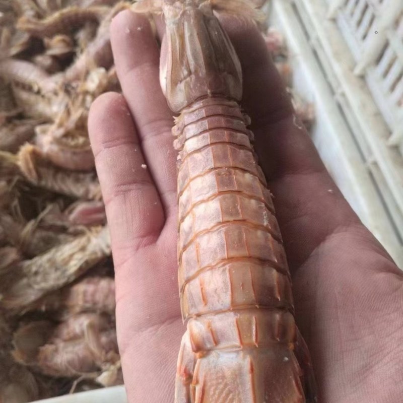 虾爬子。皮皮虾