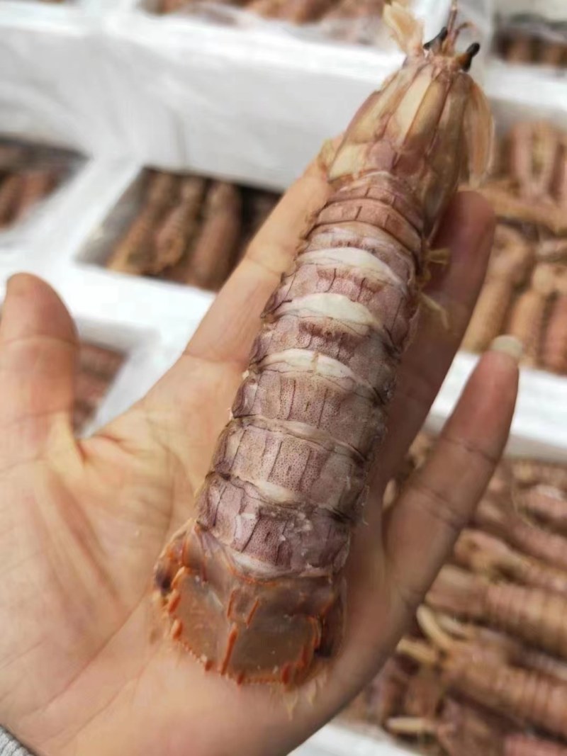 虾爬子。皮皮虾