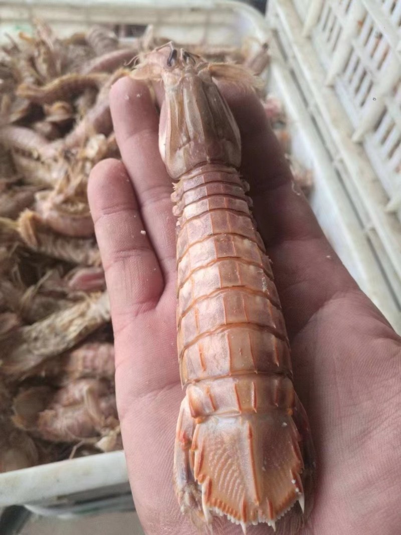 虾爬子。皮皮虾
