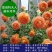 【四季开花】藤本月季蔷薇花苗爬藤庭院大苗阳台玫瑰盆栽花卉