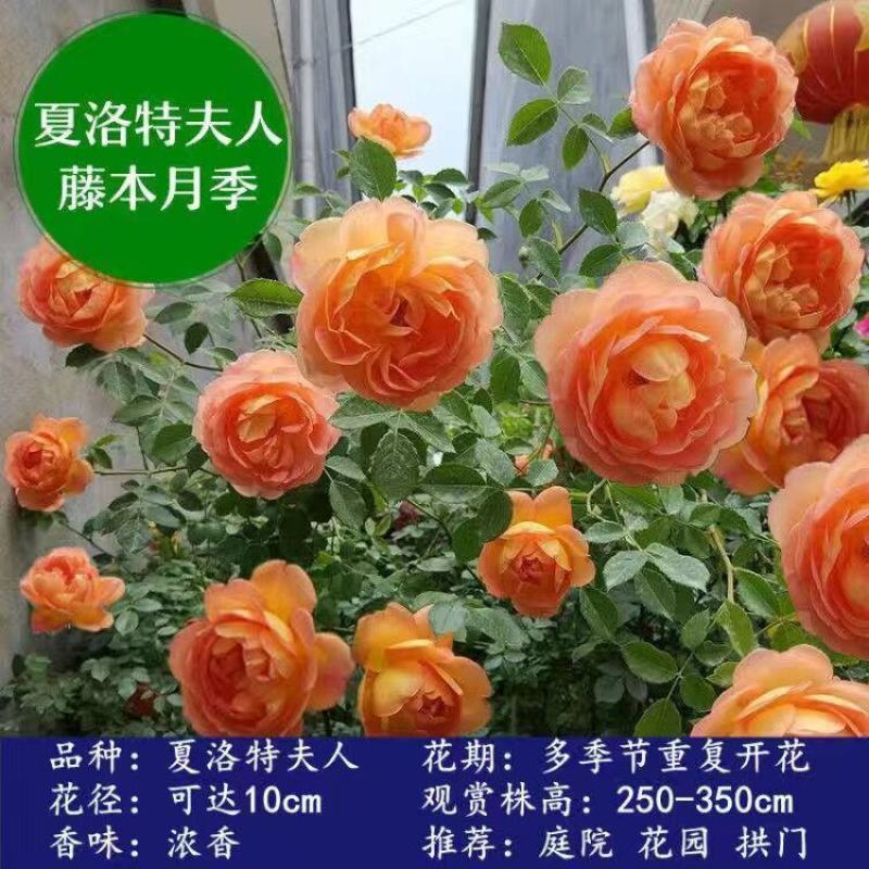 【四季开花】藤本月季蔷薇花苗爬藤庭院大苗阳台玫瑰盆栽花卉