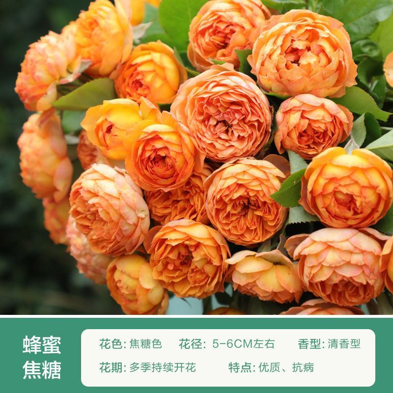 【四季开花】藤本月季蔷薇花苗爬藤庭院大苗阳台玫瑰盆栽花卉