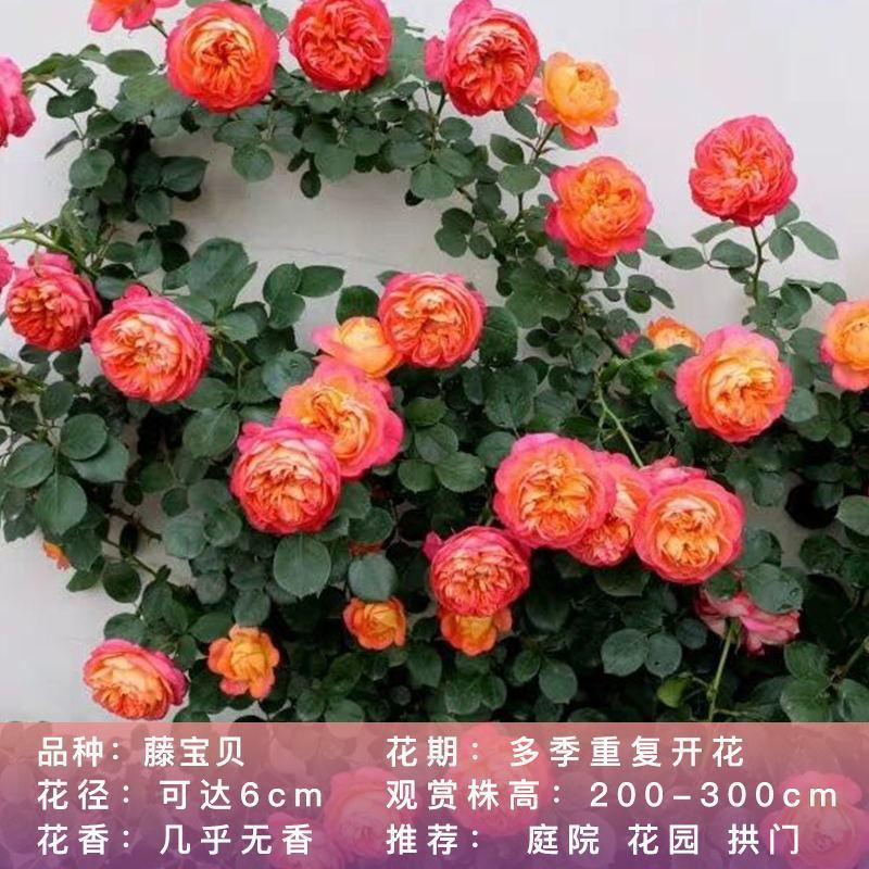 【四季开花】藤本月季蔷薇花苗爬藤庭院大苗阳台玫瑰盆栽花卉