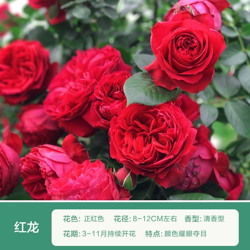 【四季开花】藤本月季蔷薇花苗爬藤庭院大苗阳台玫瑰盆栽花卉