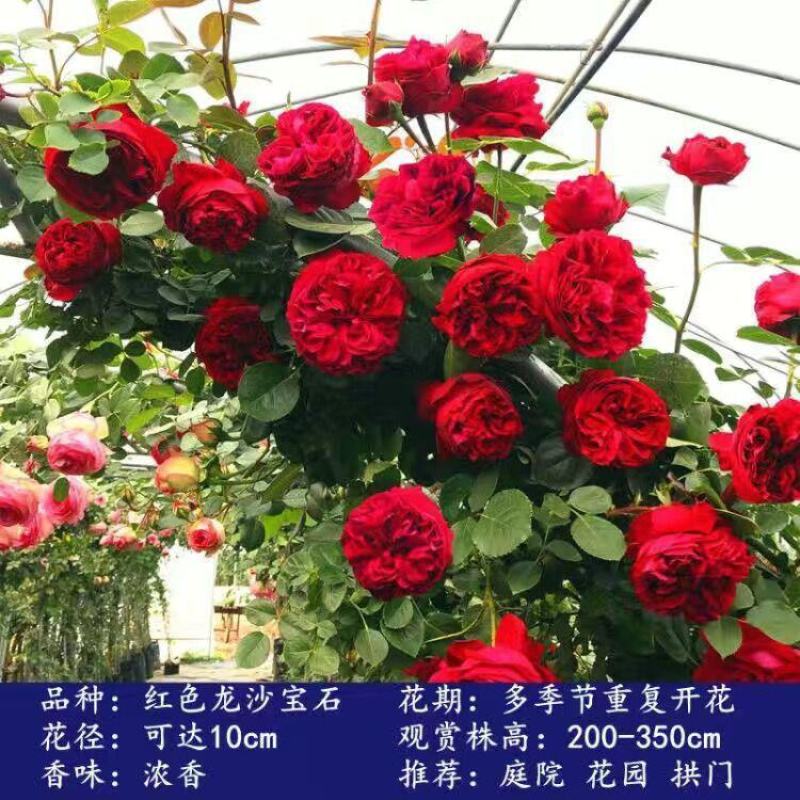 【四季开花】藤本月季蔷薇花苗爬藤庭院大苗阳台玫瑰盆栽花卉