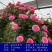 【四季开花】藤本月季蔷薇花苗爬藤庭院大苗阳台玫瑰盆栽花卉