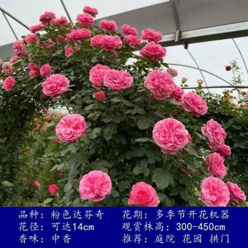 【四季开花】藤本月季蔷薇花苗爬藤庭院大苗阳台玫瑰盆栽花卉