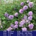【四季开花】藤本月季蔷薇花苗爬藤庭院大苗阳台玫瑰盆栽花卉