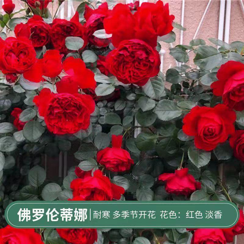 【四季开花】藤本月季蔷薇花苗爬藤庭院大苗阳台玫瑰盆栽花卉