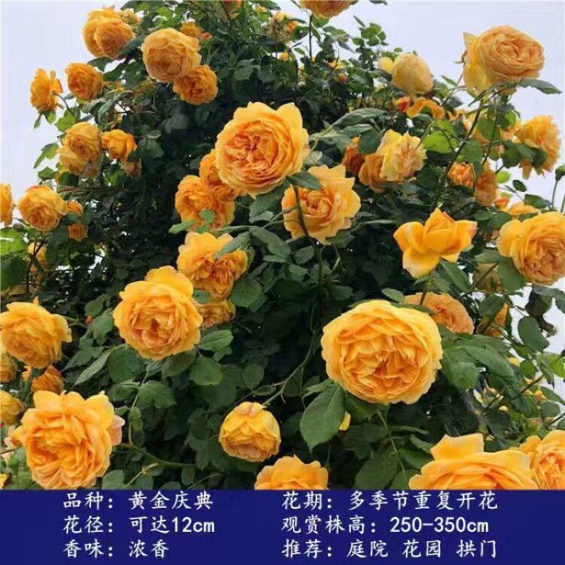 【四季开花】藤本月季蔷薇花苗爬藤庭院大苗阳台玫瑰盆栽花卉