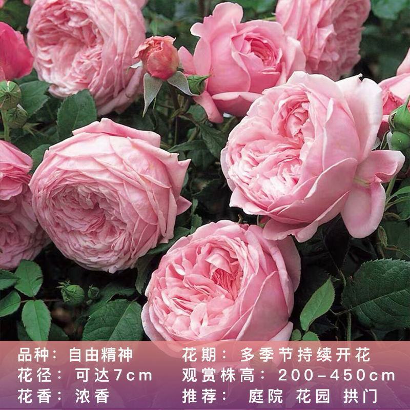【四季开花】藤本月季蔷薇花苗爬藤庭院大苗阳台玫瑰盆栽花卉