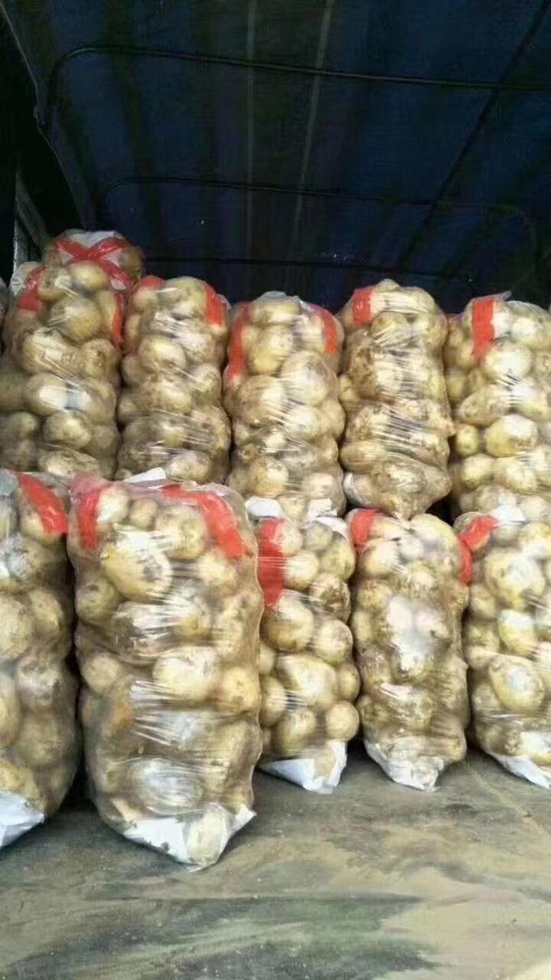 荷兰系列土豆，大量上市中，辽宁绥中，沃土，荷兰806