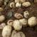 荷兰系列土豆，大量上市中，辽宁绥中，沃土，荷兰806