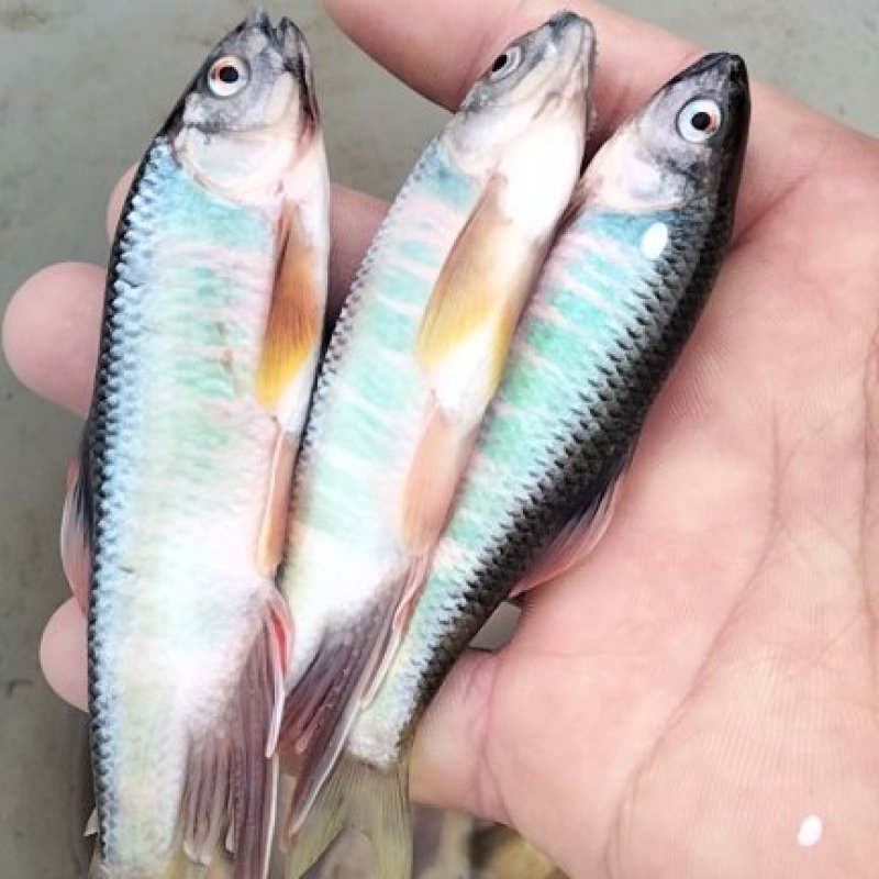 大嘴马口开肚子桃花鱼开肚开肚川丁鱼高山冷水鱼肉质鲜美可口