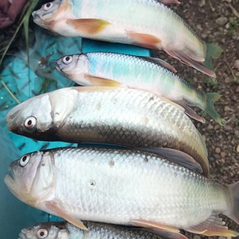 大嘴马口开肚子桃花鱼开肚开肚川丁鱼高山冷水鱼肉质鲜美可口