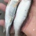 大嘴马口开肚子桃花鱼开肚开肚川丁鱼高山冷水鱼肉质鲜美可口