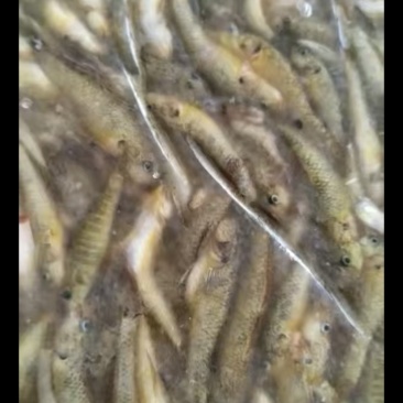 小黄鱼