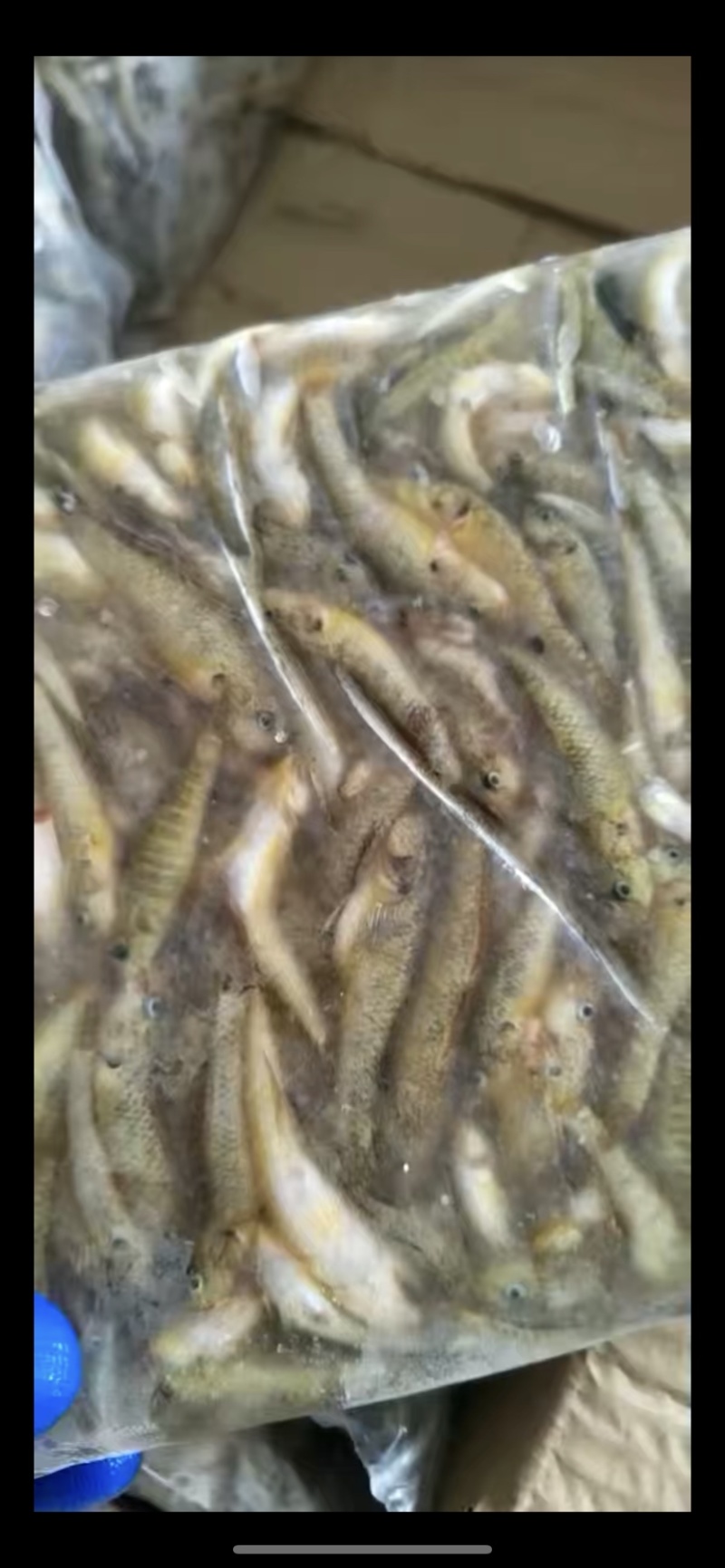 小黄鱼