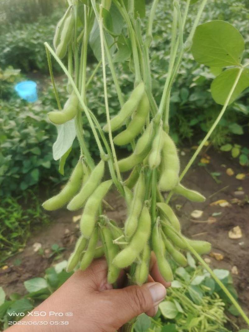 精品毛豆山东翠绿宝毛豆量大从优质优价廉对接全国