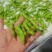 精品毛豆山东翠绿宝毛豆量大从优质优价廉对接全国