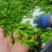 精品毛豆山东翠绿宝毛豆量大从优质优价廉对接全国