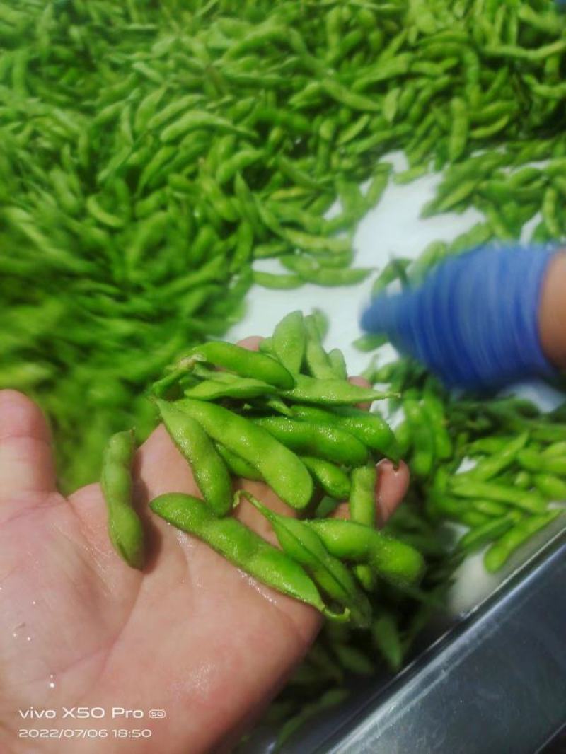 精品毛豆山东翠绿宝毛豆量大从优质优价廉对接全国