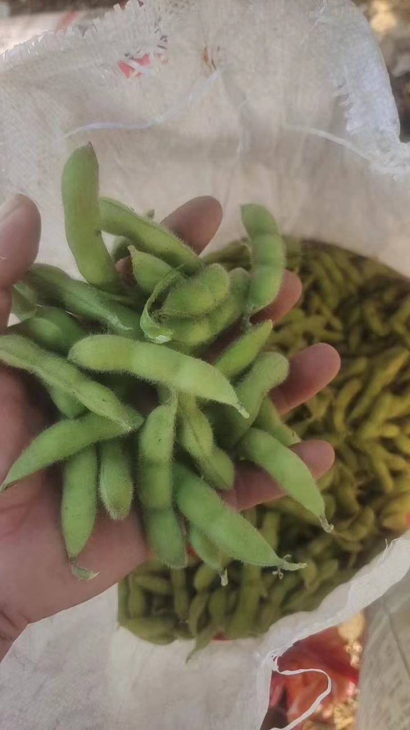 精品毛豆山东翠绿宝毛豆量大从优质优价廉对接全国