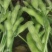 精品毛豆山东翠绿宝毛豆量大从优质优价廉对接全国